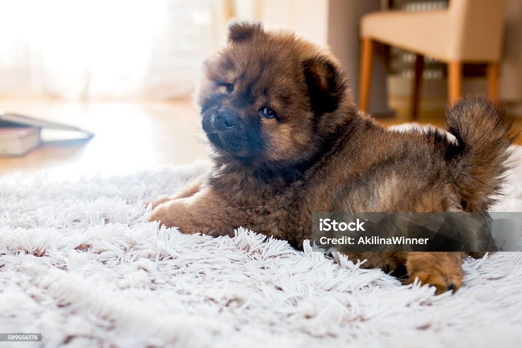 Adorable puppy on white rug. Small chow dog resting on the carpet and turning towards the camera. Chow - Dog Stock Photo