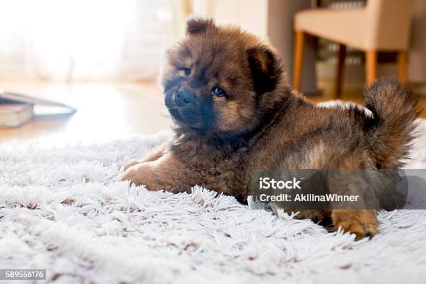 Adorable Puppy On White Rug Stock Photo - Download Image Now - Chow - Dog, Puppy, Carpet - Decor