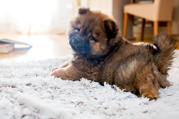 Small chow dog resting on the carpet and turning towards the camera.