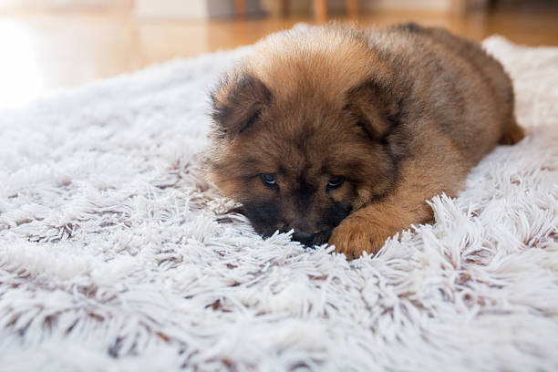 istock Adorable shy puppy lying on the carpet. 589556202