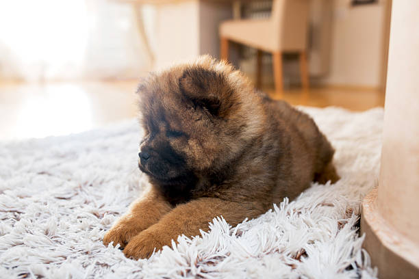 istock Cute small dog relaxing on white carpet. 589556240