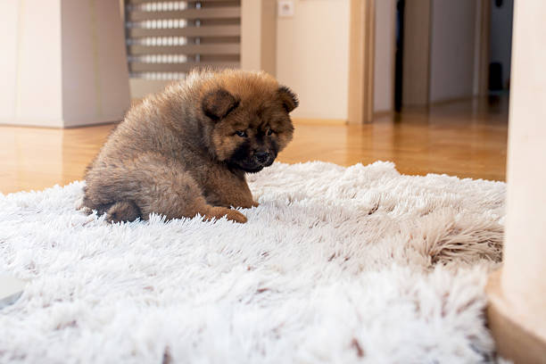 istock Adorable chow puppy sitting on the carpet. 589556338