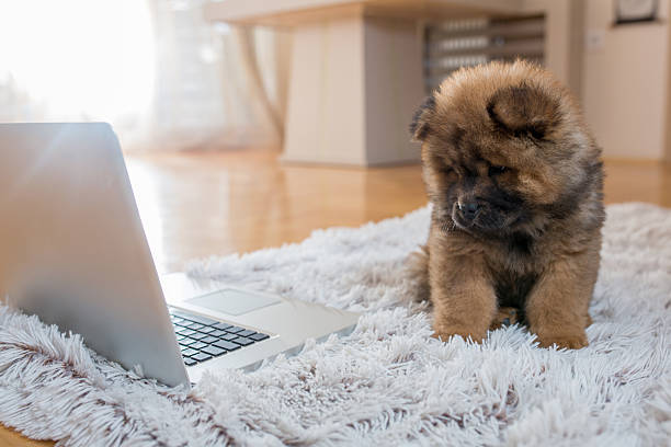 istock Baby dog watching something interesting on the laptop. 589556356