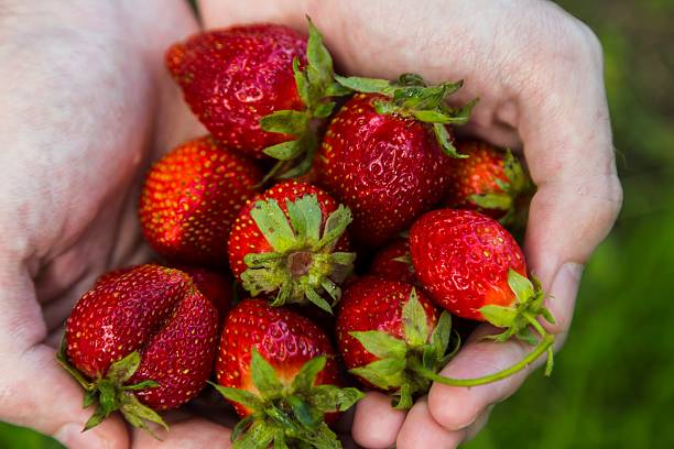 istock Male hands holding strawberries 589556812