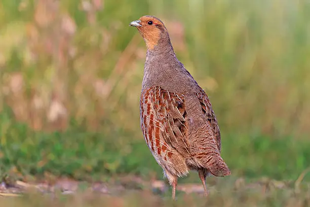 Photo of gray partridge is a full-length