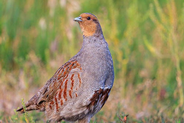 istock gray partridge wary looks 589557870