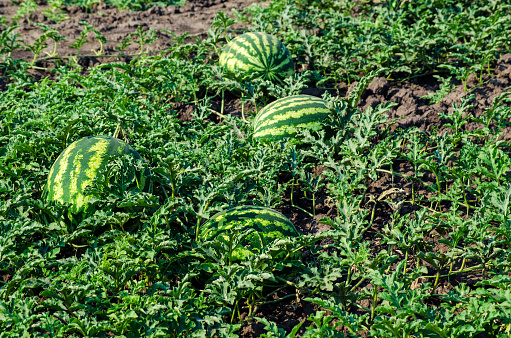 field with ripe watermelons on it in the summer