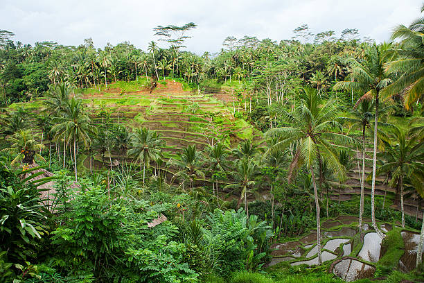 istock Rice fields in a valley at morning light. Bali 589558576