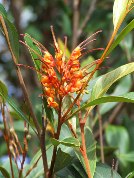 istock Grevillea Orange Marmalade 589558866