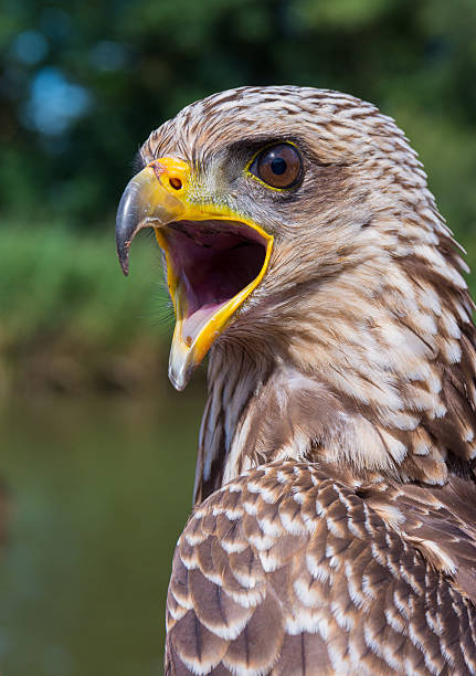 istock Close up of a Yellow-billed Kite 589559364