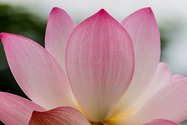 istock blossom lotus flower focus on flower 589559640