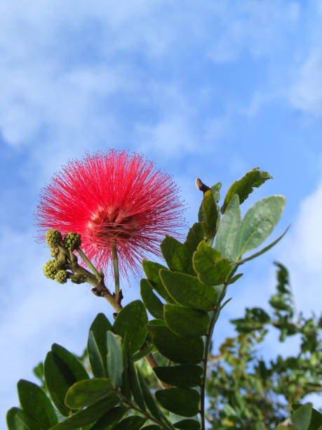 istock Red Calliandra with buds and blue sky 589559670