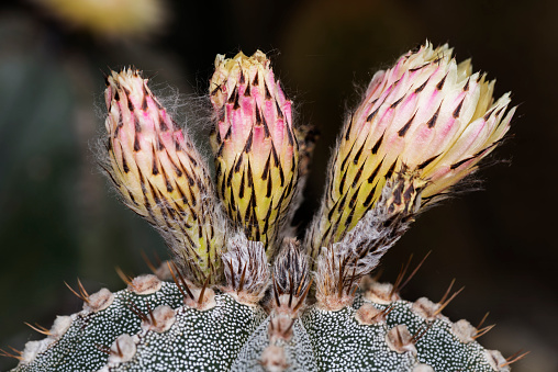 Close-up of a cactus bloom