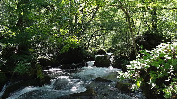 istock Aomori-ken  Oirase valley stream 589561828