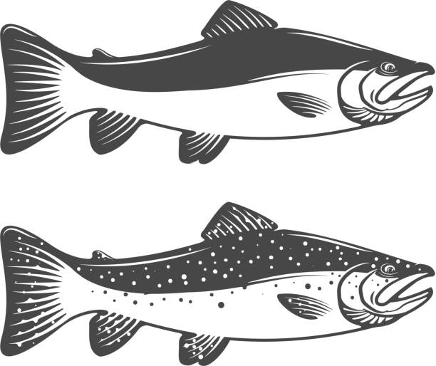 ilustrações de stock, clip art, desenhos animados e ícones de set of trout icons. design elements for fishing club or - trout fishing silhouette salmon