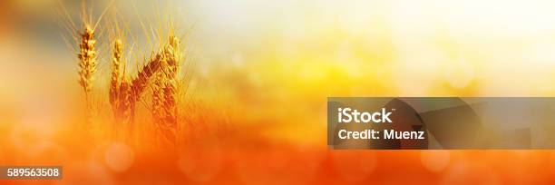 Cornfield In Sonnenlicht Stockfoto und mehr Bilder von Bildhintergrund - Bildhintergrund, Herbst, Nutzpflanze