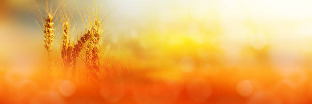 cornfield na luz solar - fotos de wheat imagens e fotografias de stock