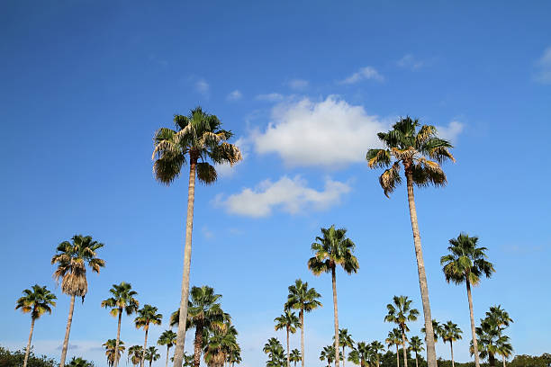 istock Blue skies and tall palm trees 589563686