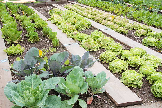 Vegetable garden with lattuce and cabbage stock photo