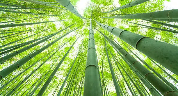 Bamboo forest, low angle view.  Shot taken during iStockalypse Kyoto 2016.