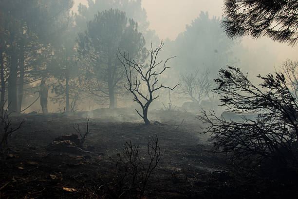 incendio boschivo  - lumber industry forest tree pine foto e immagini stock