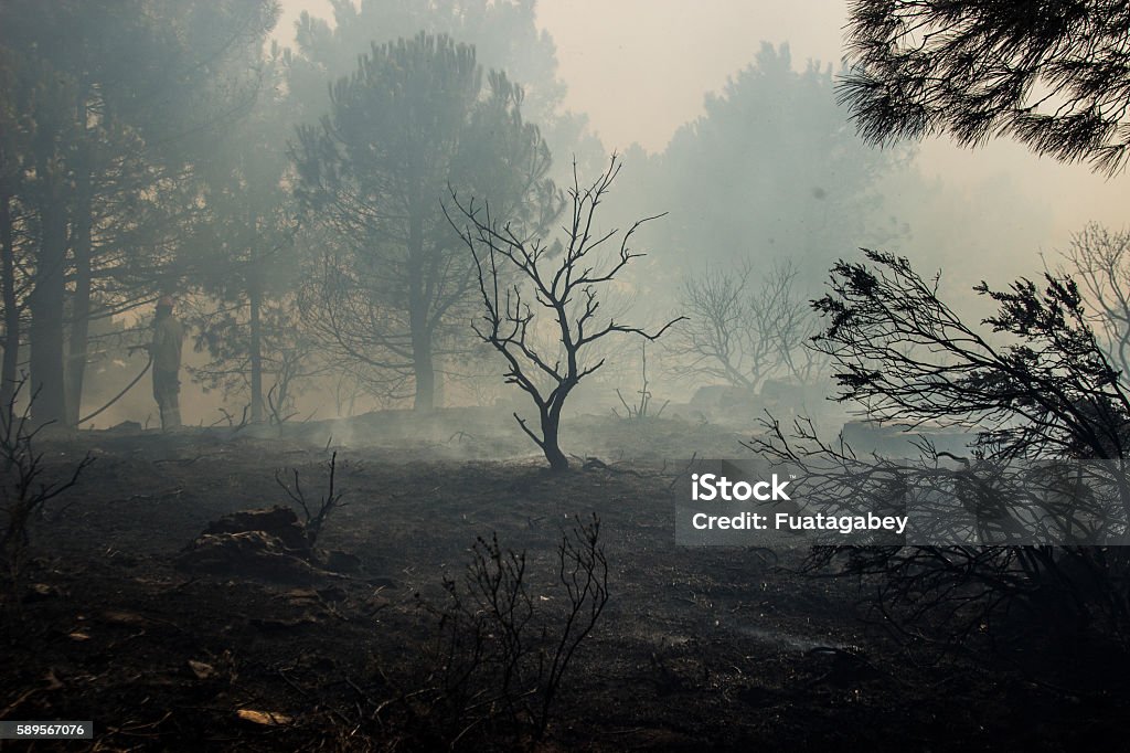 forest fire Forest Fire, Slash And Burn, Inferno, Burnt Burning Stock Photo