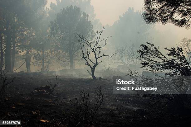 Forest Fire Stock Photo - Download Image Now - Burning, Forest, Fire - Natural Phenomenon