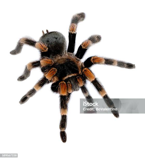 Red Knee Tarantula Stock Photo - Download Image Now - Tarantula, Red, Mexico