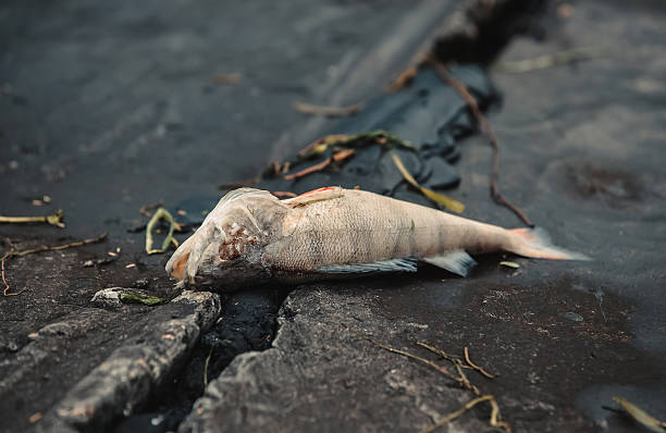 dead fish lies on the bank of the river. - dead animal fotos imagens e fotografias de stock