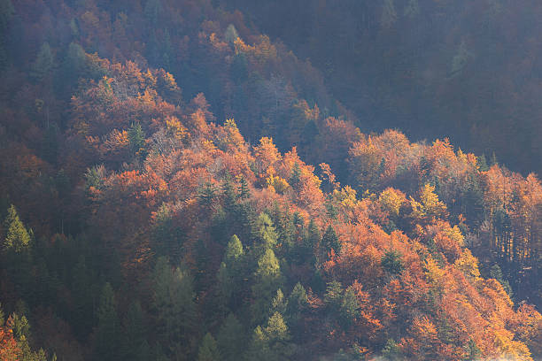 хвойное и молочных горы лес осенью цвета - landscape aerial view lumber industry agriculture стоковые фото и изображения