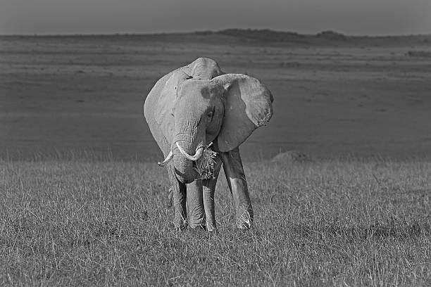 istock Elephant in mono on the plains in the masai mara 589569840