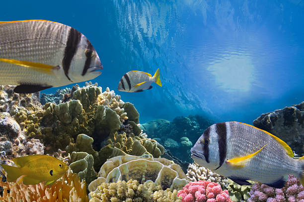 istock Tropical Fish and Coral Reef 589570244