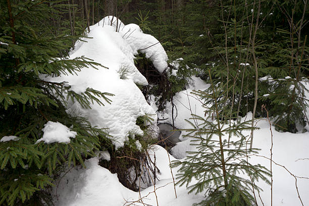 istock Dark snow forest, Jeseniky, Czech republic 589570392