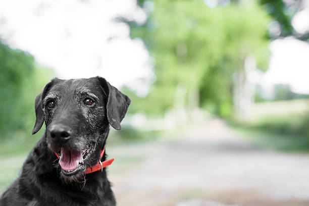 istock Black dog portrait 589571950