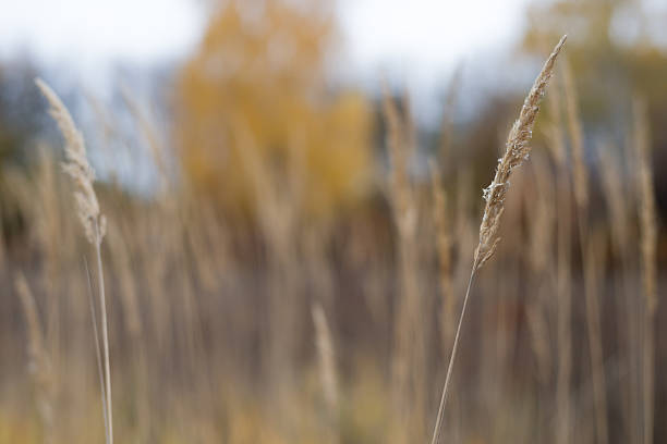 Autumn landscape lone plant with yellow grass in the foreground and a blue sky.