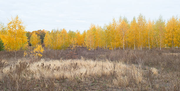 Autumn landscape yellow birches dark grass Autumn landscape yellow birches dark grass in the foreground and a blue sky. birch gold group review completed stock pictures, royalty-free photos & images