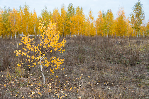 Autumn landscape yellow birches dark grass in the foreground and a blue sky.