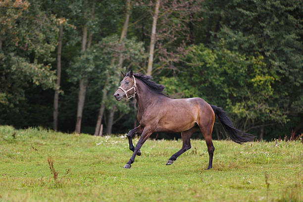 istock Horse gallop across the meadow 589573994