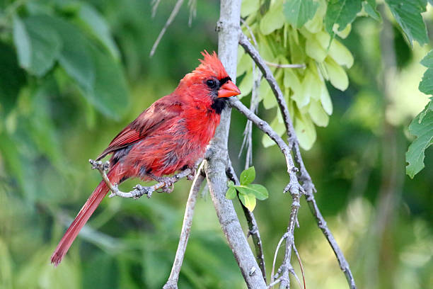 istock Male Northern Cardinal 589576276