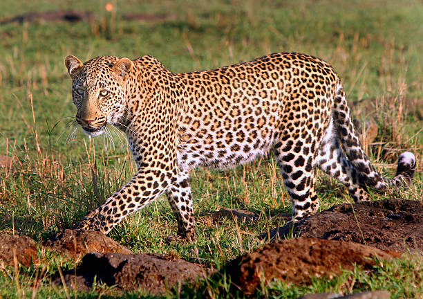 istock close up of a leopard walking looking ahead 589576526