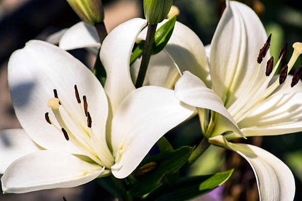 istock lilies in the garden 589577226