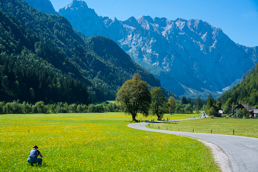 Woman squatting in grass field with lot of yellow flowers and taking photo of beautiful Alpine, Logar Valley in Slovenia close to the border with Austria. there are a lot of people riding the bike on road or enjoying walking.