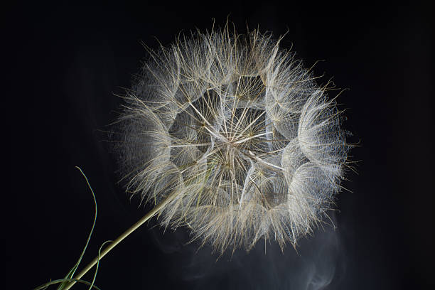 istock Dandelion Salsify on a black background in the smoke 589578926