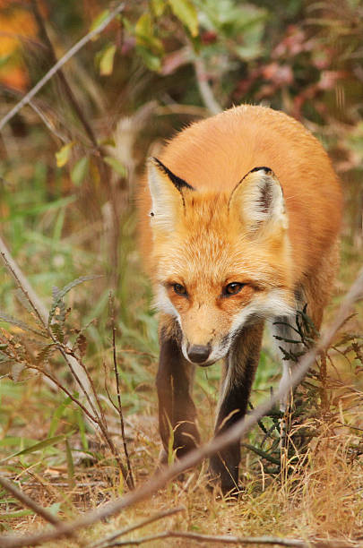 istock Male red fox in autumn 589579016