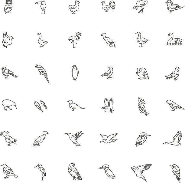 Set of different birds Set of different birds. Vector line icons quail bird stock illustrations