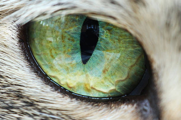 istock Gray cat portrait eye 589580754