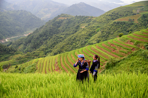 woman farmer carry basket on shoulder work on rice terrace with her daughter use phone