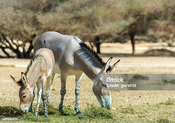 Somali Wild Donkey Stock Photo - Download Image Now - Animal, Animal Wildlife, Animals In Captivity - iStock Somali Wild Donkey Stock Photo - Download Image Now - Animal, Animal Wildlife, Animals In Captivity - iStock