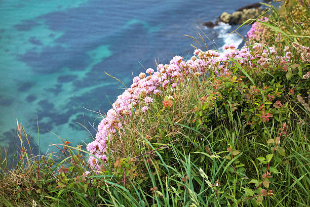 istock The sea on a Summer day from cliffs 589581848