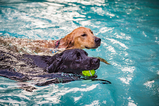 A black lab and puppy golden retriever having fun playing fetch in their pool!